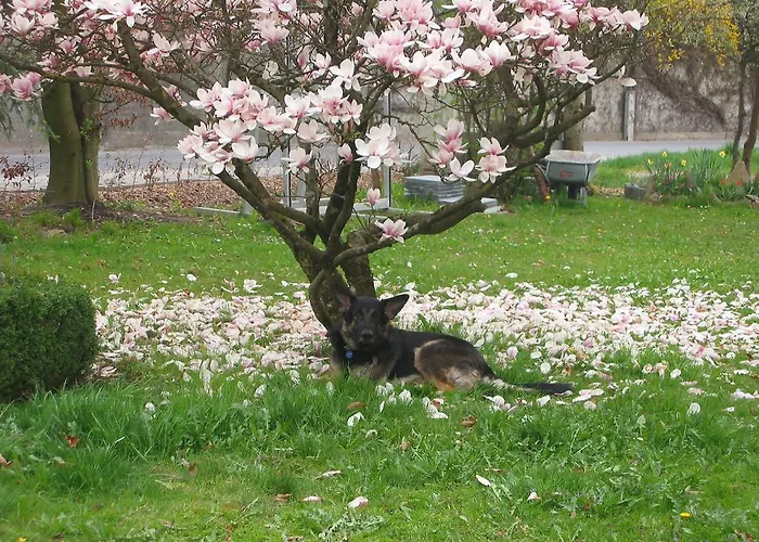 Bed & Breakfast Gastehaus Heidi Wals-Siezenheim